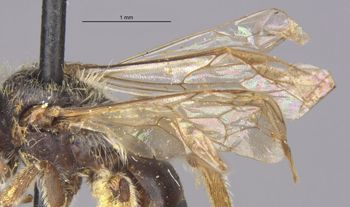 Media type: image;   Entomology 30485 Aspect: Wing front